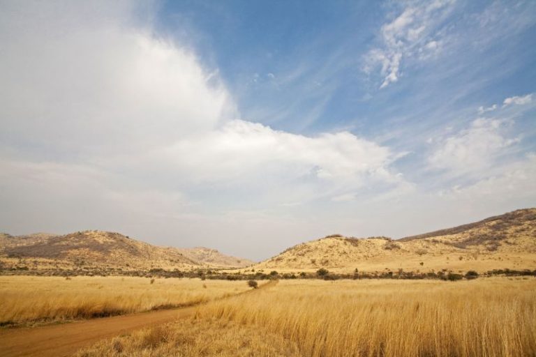 12 school children and driver killed in South Africa minibus crash