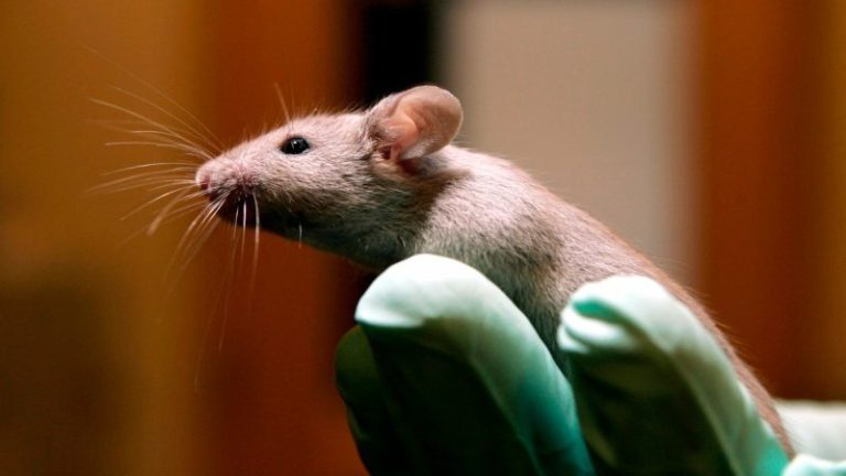 FDA phasing out some animal testing in ‘win-win’ for ethics and public health: commissioner